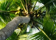 CoconutTree